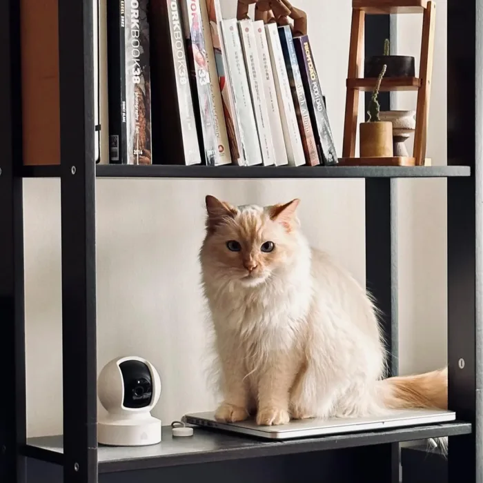 Kasa Indoor Pan/Tilt Smart Security Camera, 1080p HD Dog-Camera,2.4GHz with Night Vision,Motion Detection for Baby and Pet Monitor, Cloud & SD Card Storage, Works with Alexa& Google Home (EC70), White - Image 6